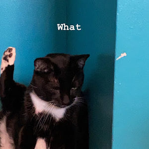 Meet your Posher, Kyanne